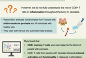 CD8+T